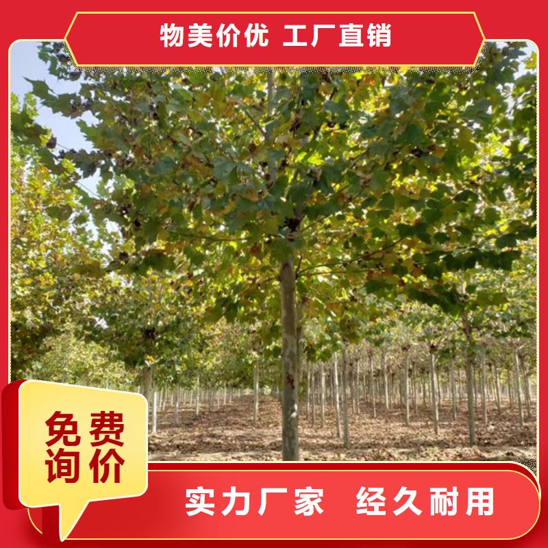 文昌市法桐树12公分价格基地法桐