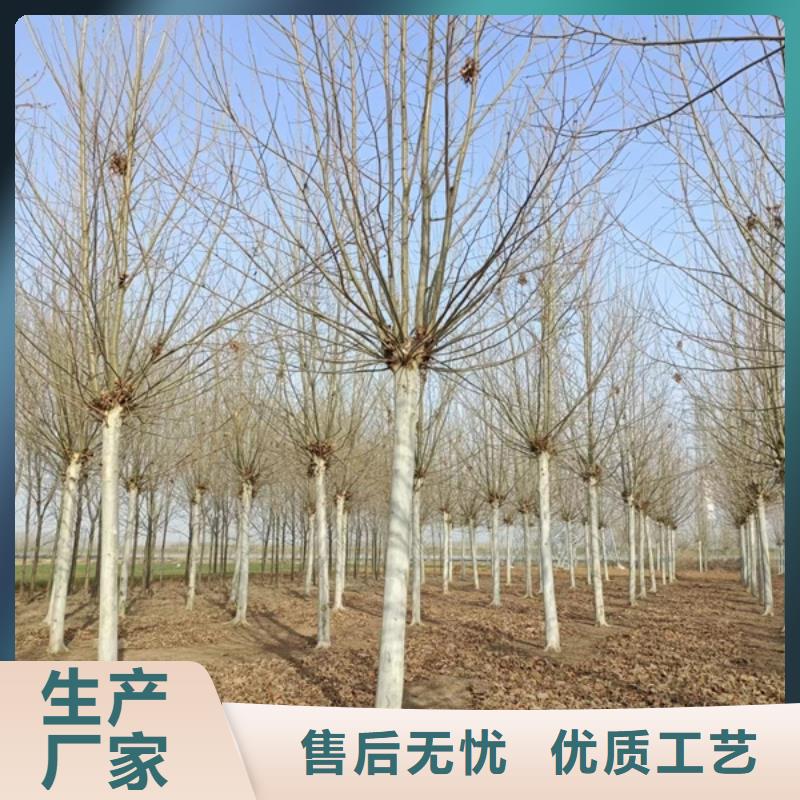 法桐-国槐以质量求生存