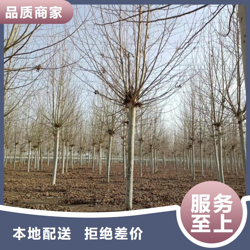 法桐-白蜡量大从优