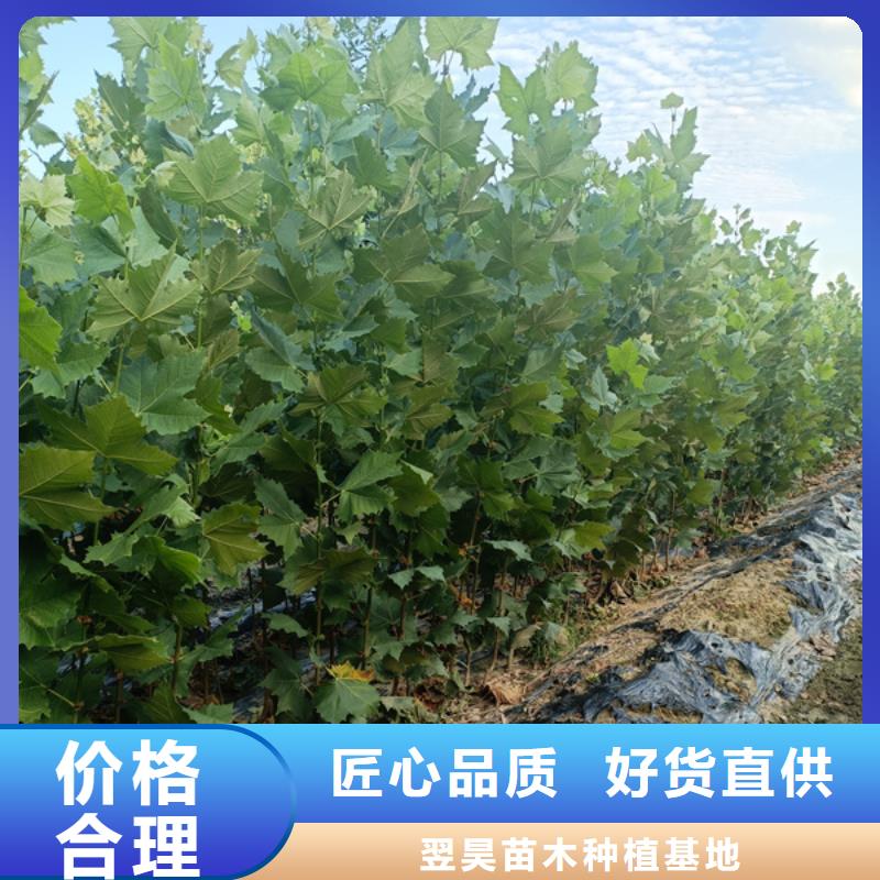 【 法桐质量为本】