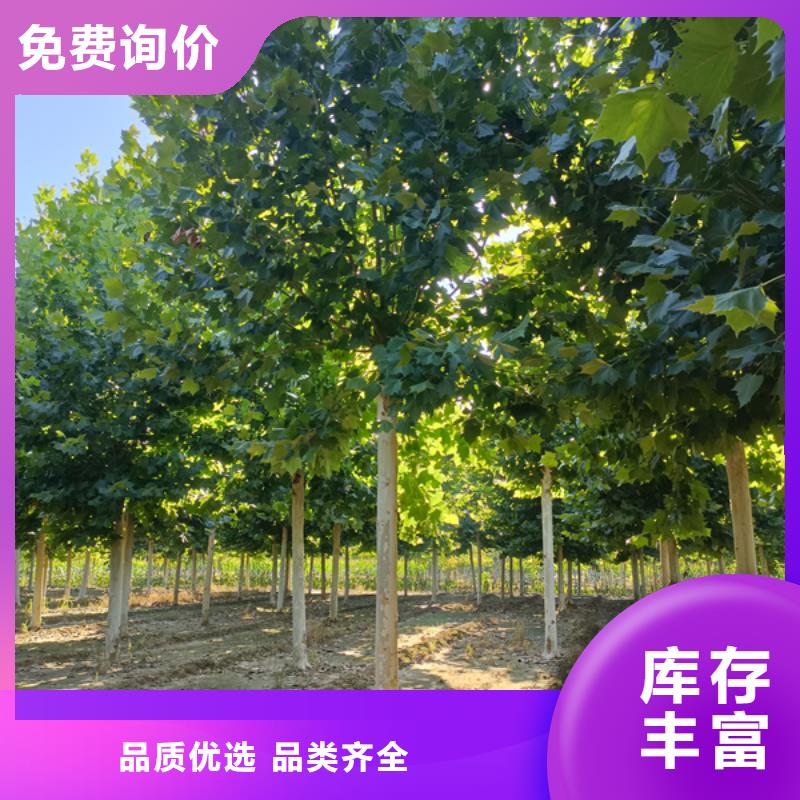 法桐黄金槐优选好材铸造好品质