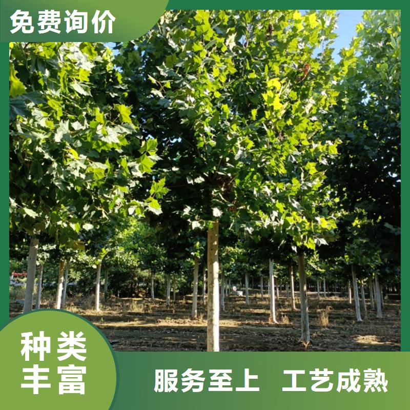 法桐,五角枫用心做好细节