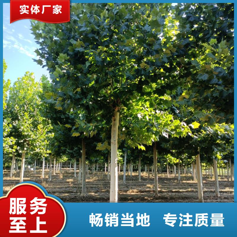 法桐美国红枫今日新品