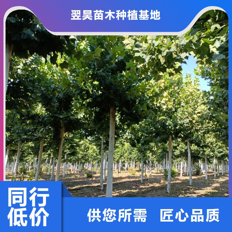 法桐 白蜡源头厂家来图定制