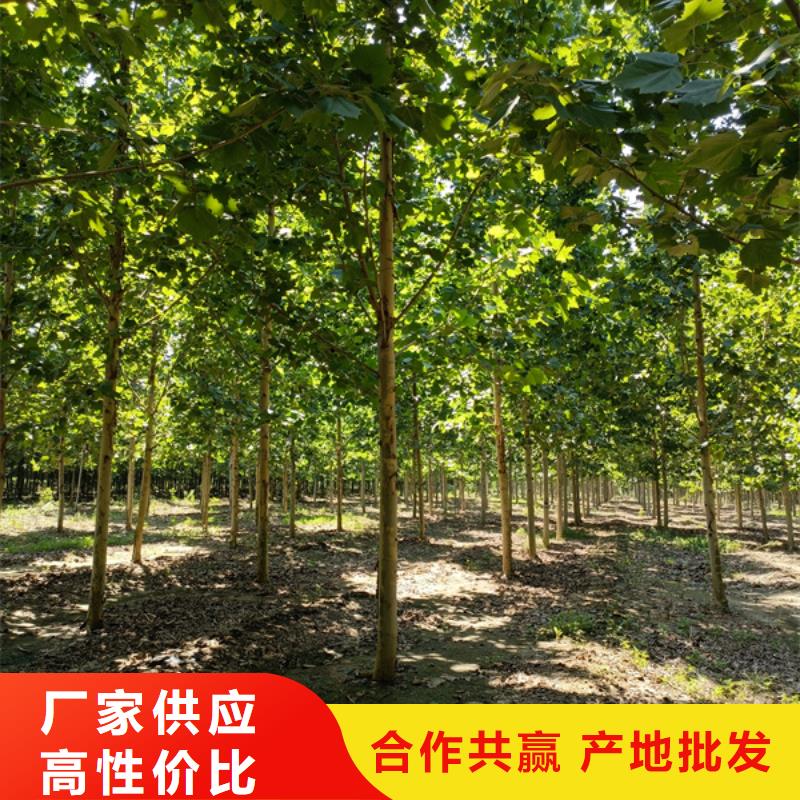 【法桐,美国红枫做工细致】