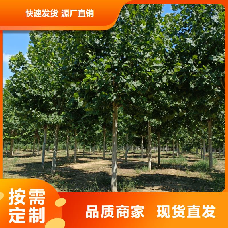 揭西|揭东|阳江|广州|珠海|茂名|东莞|潮州法桐,【金叶白蜡】支持定制工厂认证