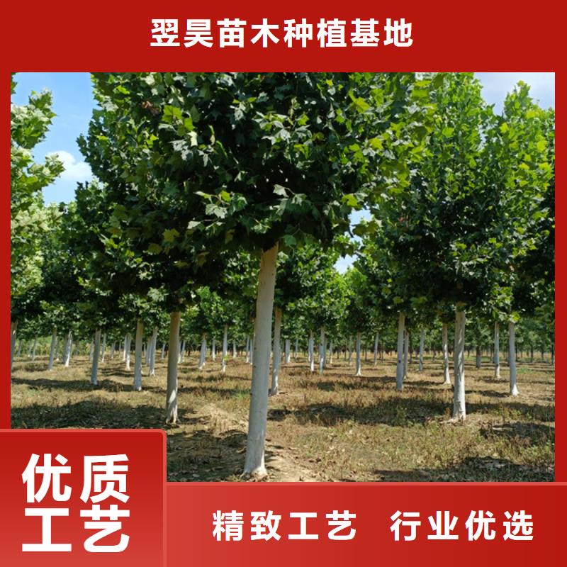 法桐-白蜡量大从优