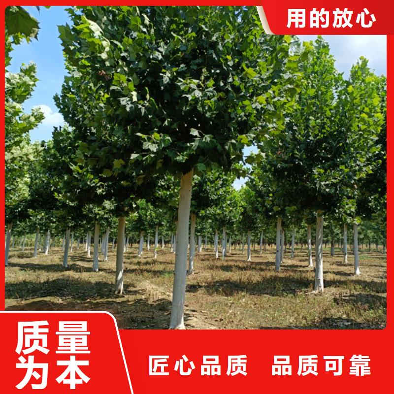 【法桐】-国槐可接急单-服务区域包括竹山|房县|咸宁|荆门|孝感|武汉|鄂州|黄石|宜昌等-产品视频