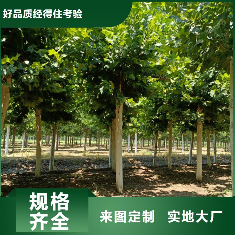 【 法桐-美国红枫当日价格】本地制造商