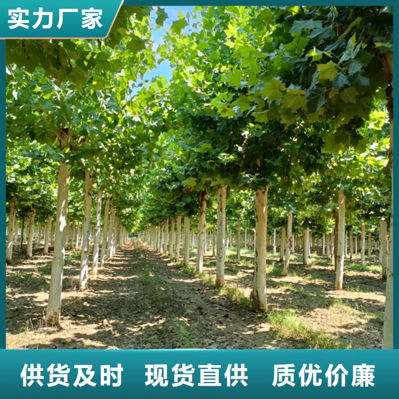 法桐 炫丽海棠质量优选