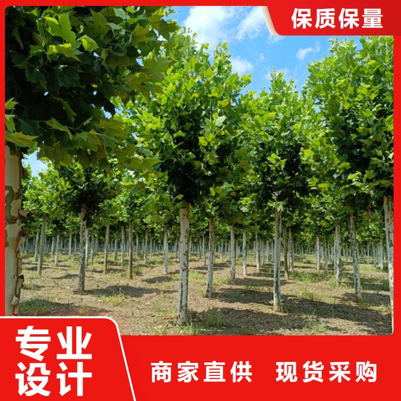 法桐,五角枫选择大厂家省事省心