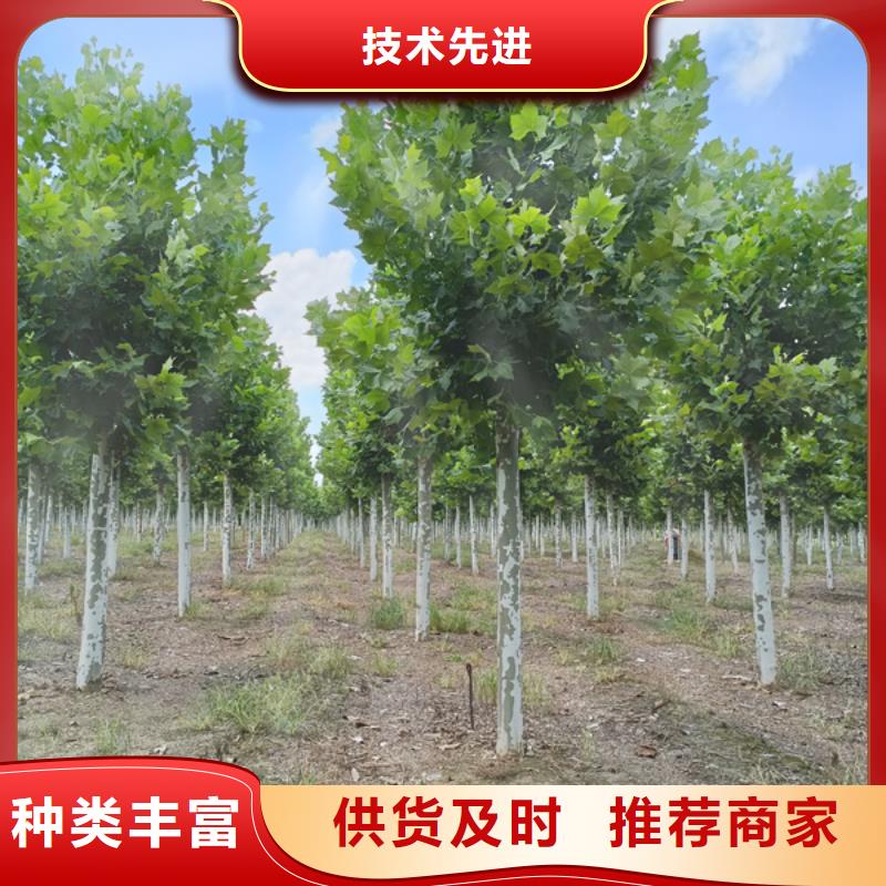 法桐原生冠法桐专业生产设备