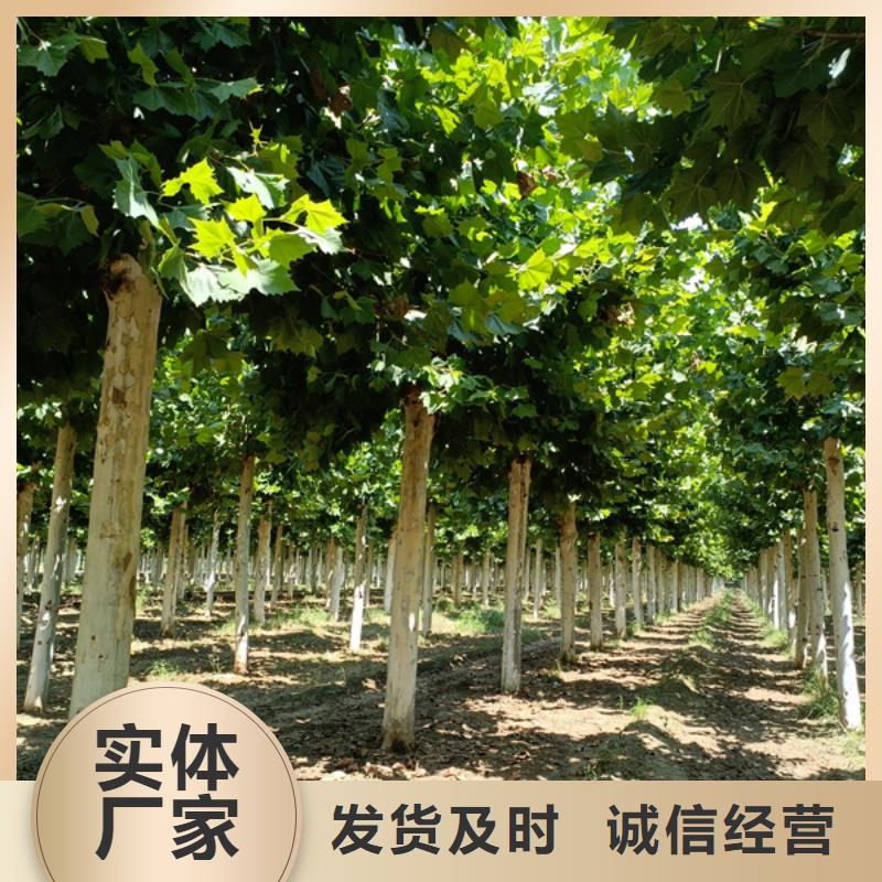 法桐-截杆发帽厂家直销售后完善
