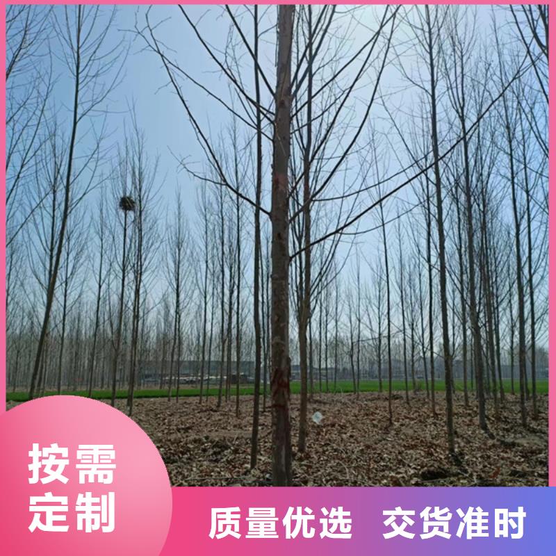 法桐秋紫白蜡好货直销