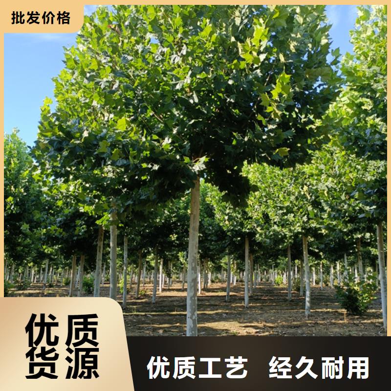 法桐一站式服务