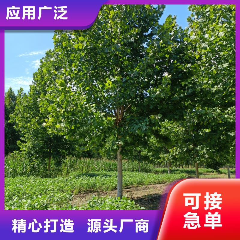 法桐欢迎订购法桐