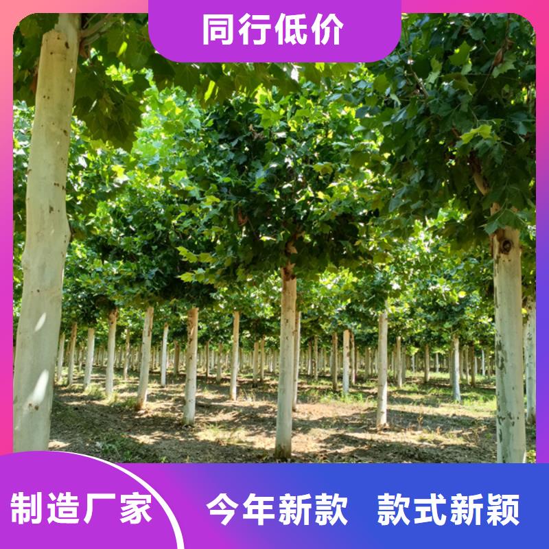  法桐货源足质量好