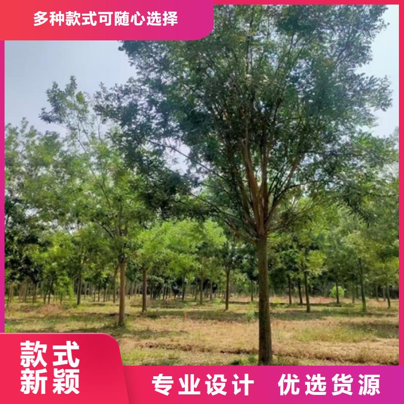 法桐五角枫厂家技术完善