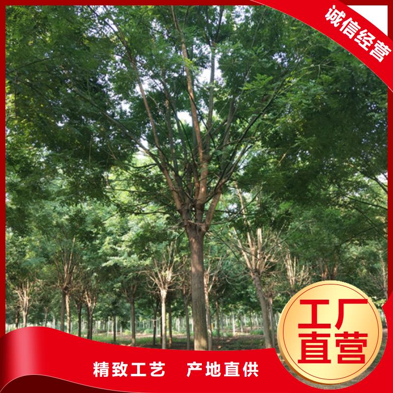 翌昊原生冠法桐法桐品质优选二八商务