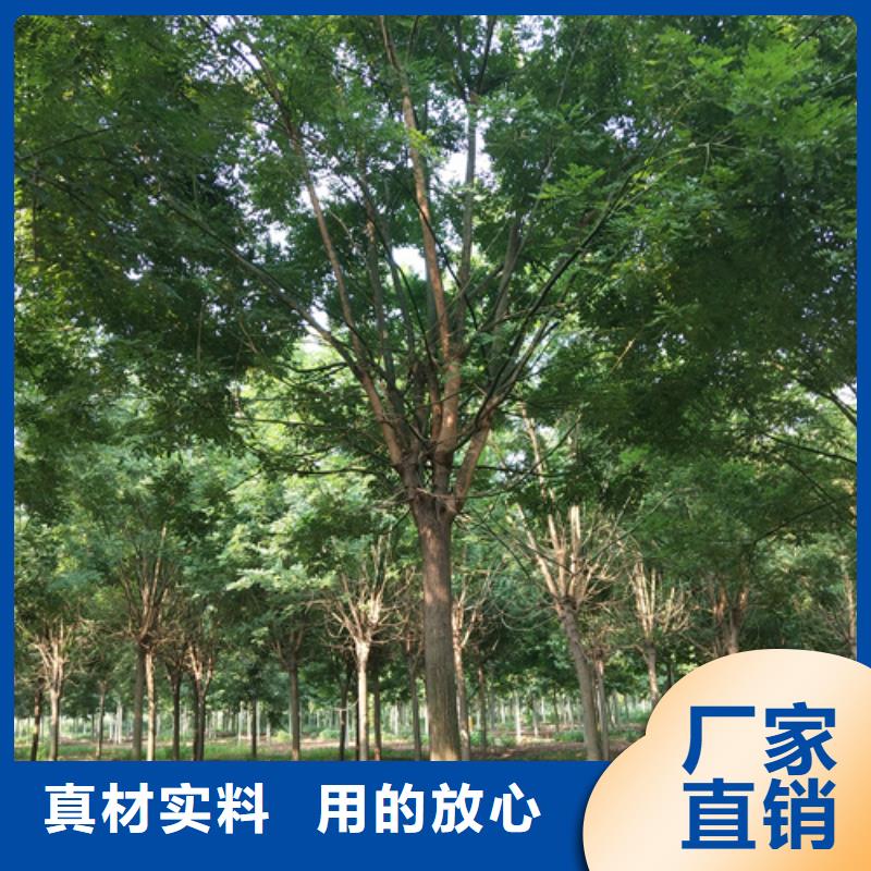 法桐,黄金槐设计合理