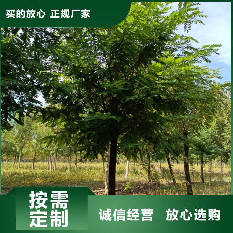 法桐金叶槐货源直供