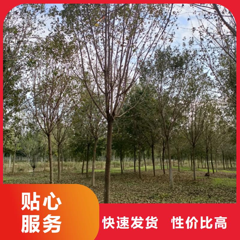 法桐_国槐专业生产制造厂