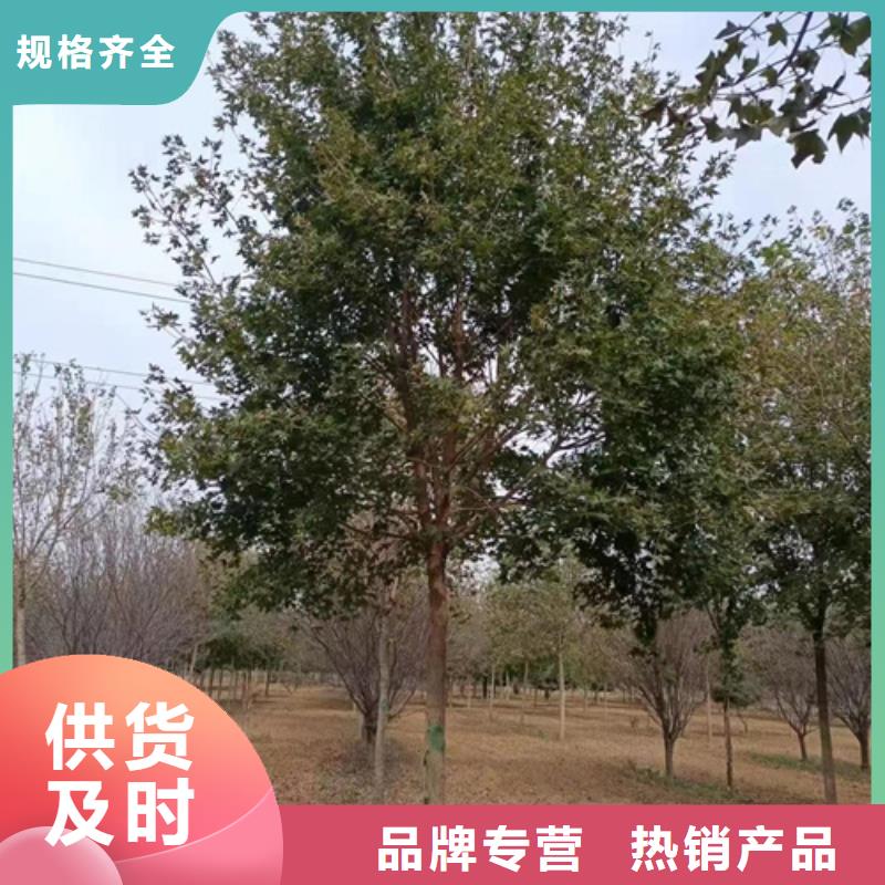法桐黄金槐现货供应