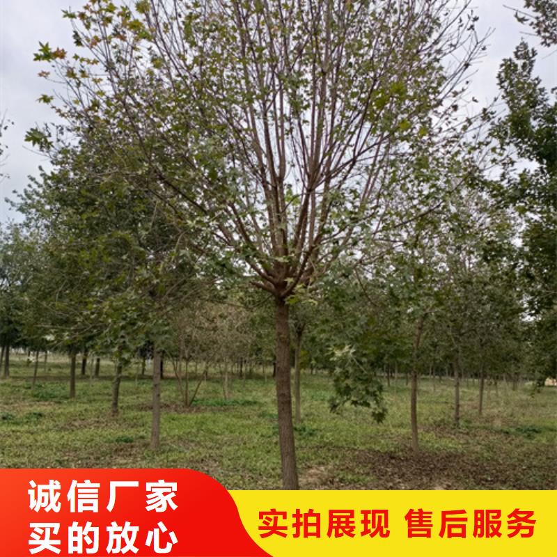 法桐炫丽海棠用心做好细节