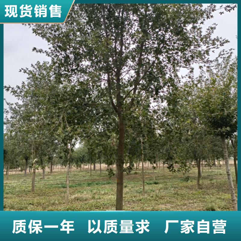 法桐-黄金槐厂家直销省心省钱