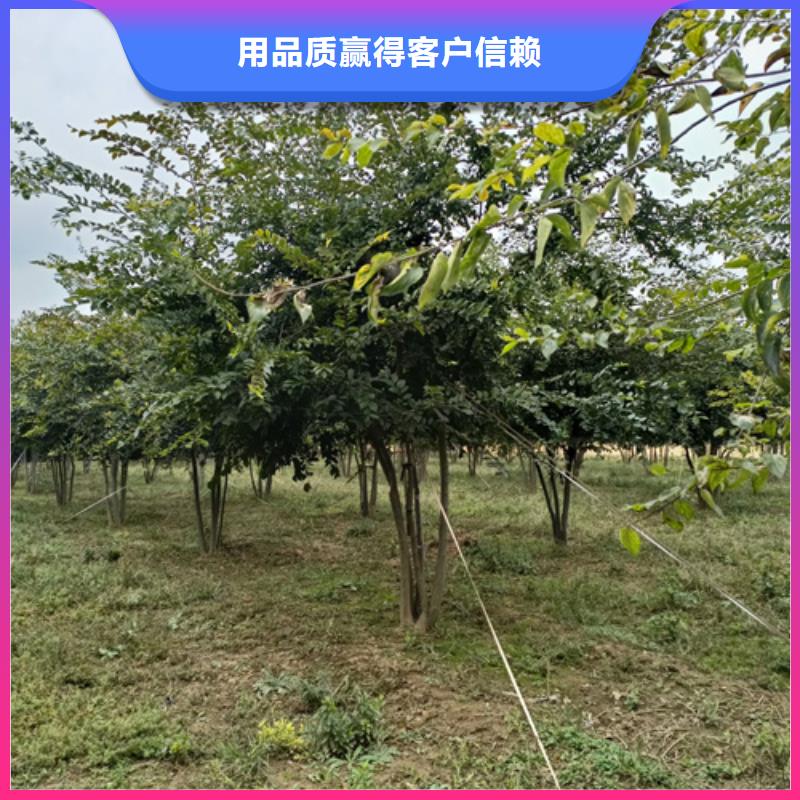 法桐金叶白蜡量少也做