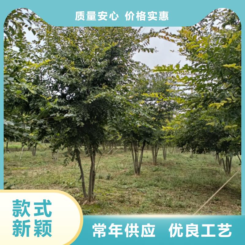 法桐美国红枫严选用料