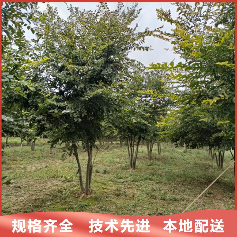 法桐黄金槐现货供应