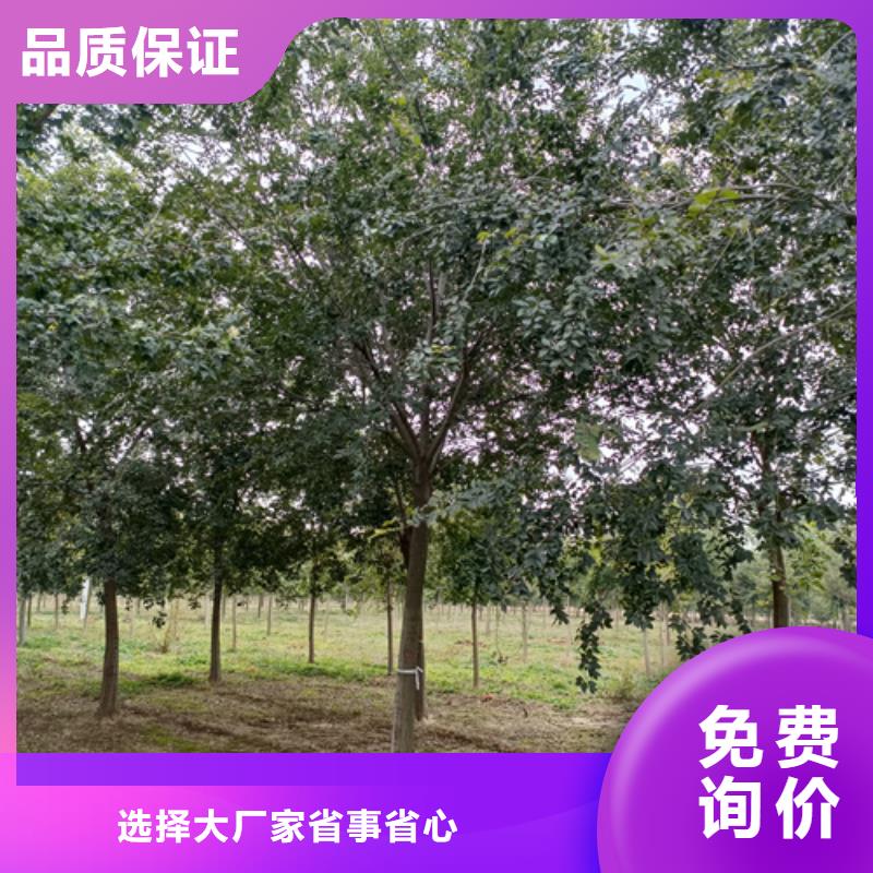 【法桐】金叶白蜡质量优价格低