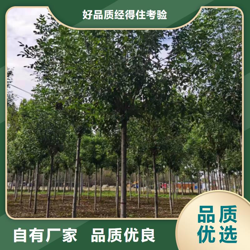法桐五角枫定制批发