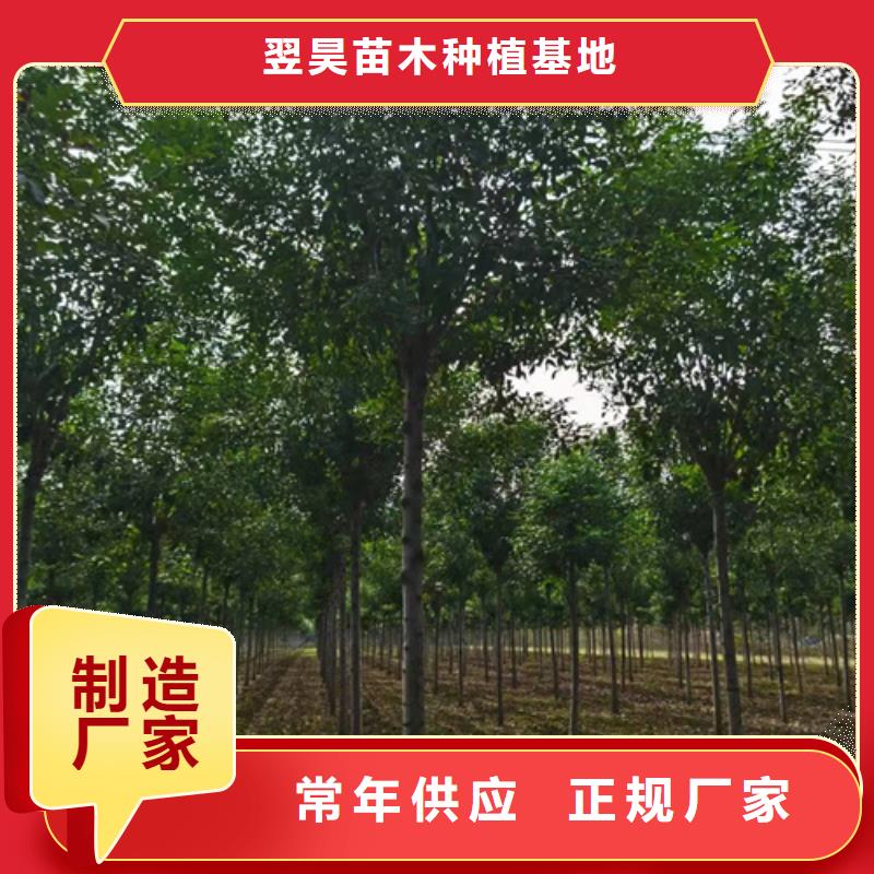 翌昊原生冠法桐法桐品质优选二八商务