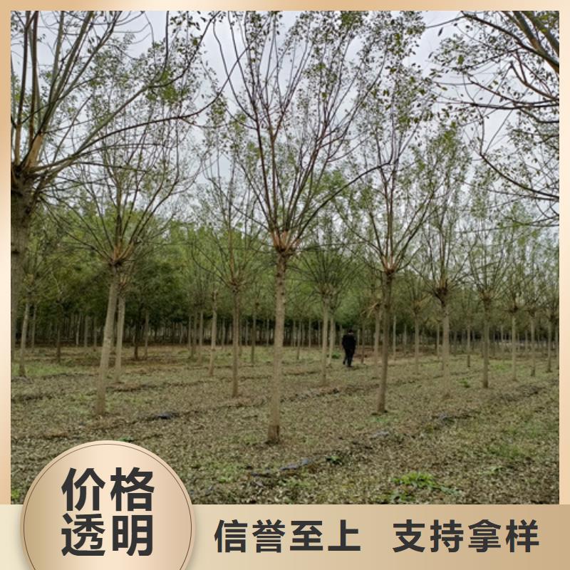 法桐黄金槐现货供应