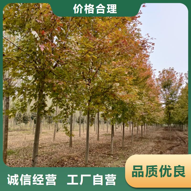 法桐行情质量可靠绿化乔木