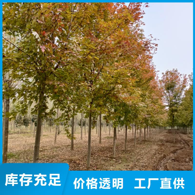 法桐黄金槐经销商