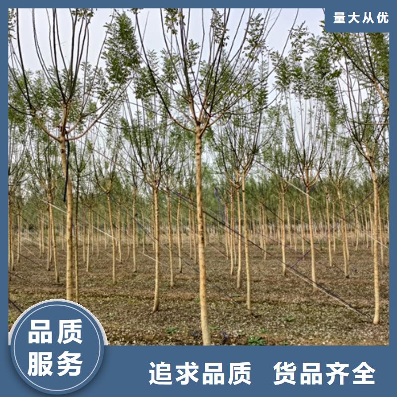 速生法桐厂家，基地