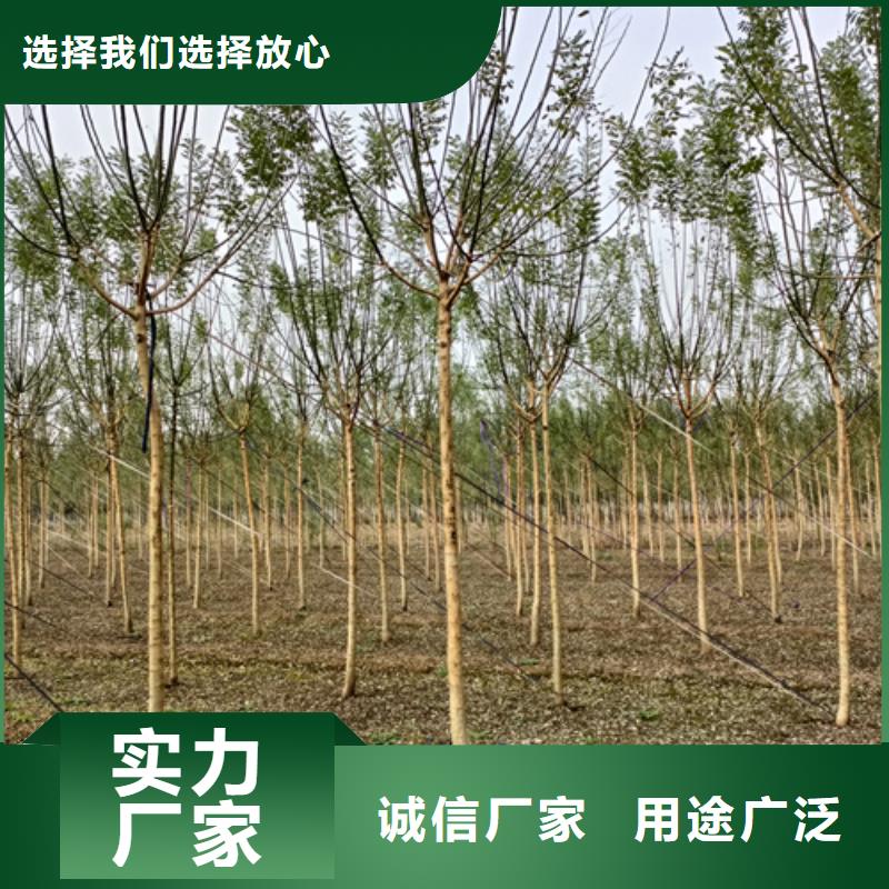 法桐国槐厂家采购