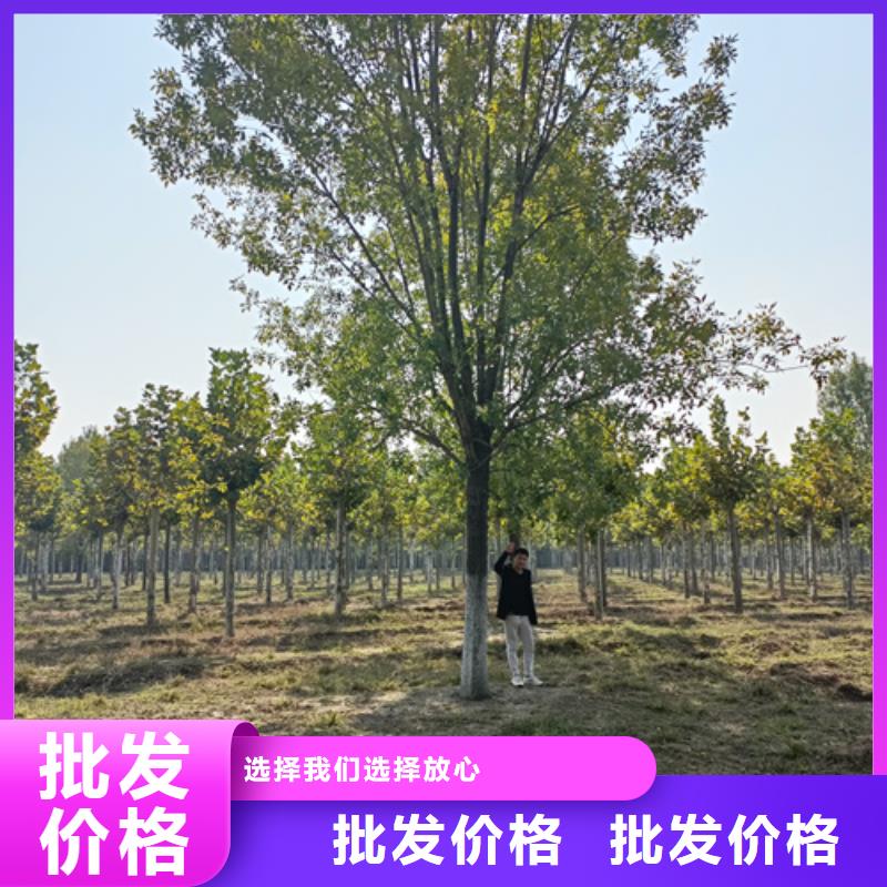 翌昊原生冠法桐法桐品质优选二八商务