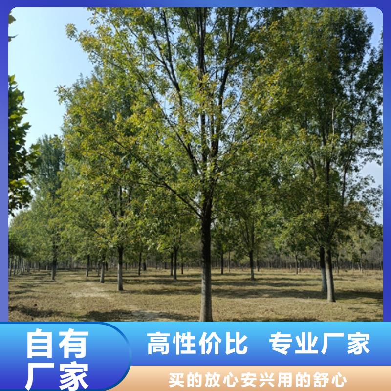 法桐截杆发帽专业生产制造厂