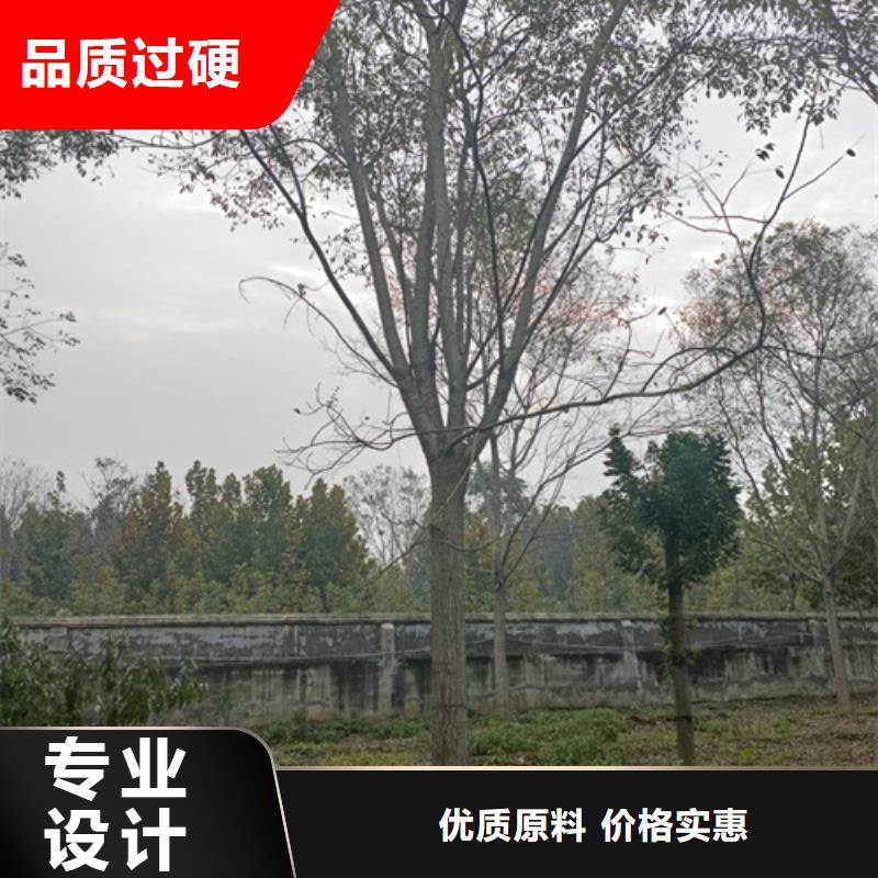 优惠的速生法桐