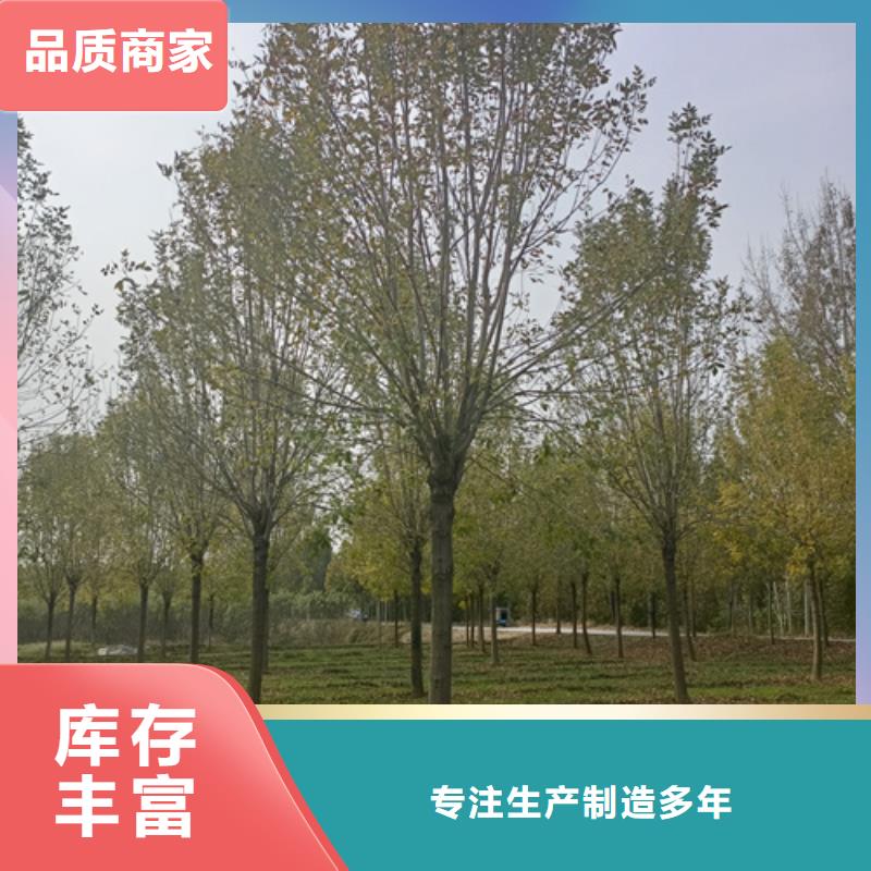 法桐-黄金槐厂家直销省心省钱
