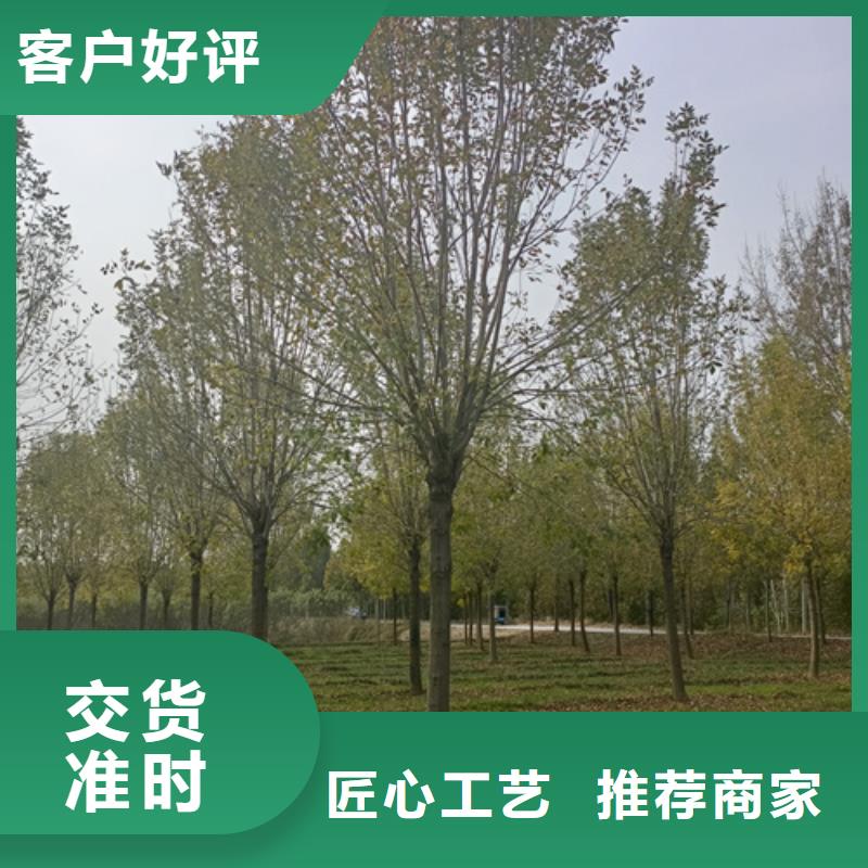 翌昊原生冠法桐法桐品质优选二八商务