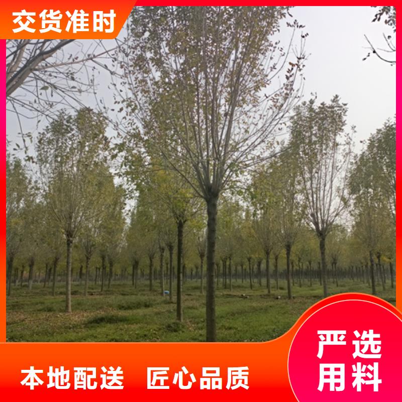 法桐五角枫一个起售