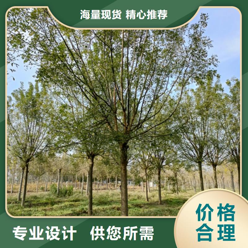 法桐金叶复叶槭经验丰富品质可靠
