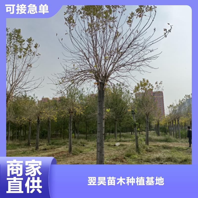 供应造型法桐