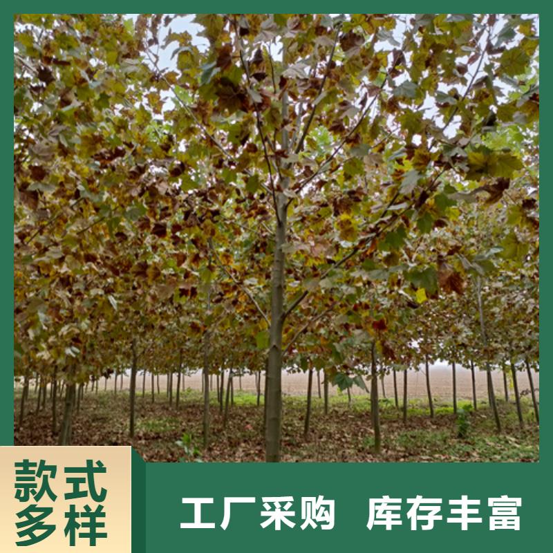 法桐黄金槐经销商