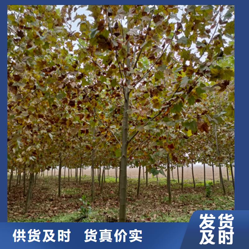 法桐截杆发帽专业生产制造厂